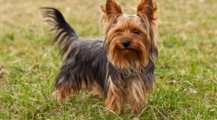 Yorkshire terrier